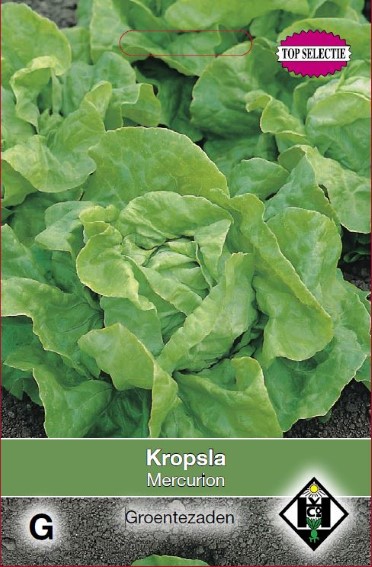 Lettuce Mercurion (Lactuca sativa) 200 seeds